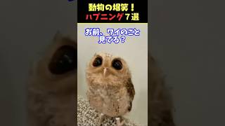 SNSで8.9億回バズった動物ハプニング動画7選！7Animal Happenings Videos That Got 890 Million Buzz on SNS!#shorts #犬#猫#動物