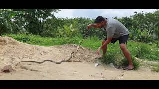 সাপের ভয়ংকর আক্রমণ | snake attack |দুধরাজ সাপ| সাপের তাড়া| বাংলাদেশি সাপ