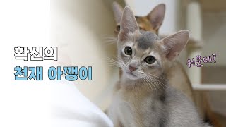 천재 아기 고양이 등장?! 🐈🤍🐈‍⬛