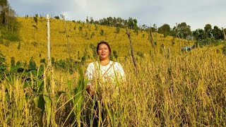 Jhum cultivation in my state called Nagaland.