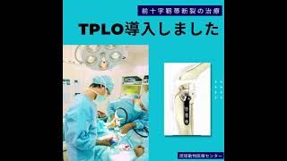 ワンちゃんの膝の靭帯断裂に非常に有効な手術！TPLO！We can do TPLO surgery for dog's knee ligament raptures!