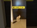 ラグドールのたぬきみたいな猫達が玄関に集合している cat kitten ragdoll アライグマ こねこ たぬき ねこ ラグドール ラグドール子猫 ねこのいる生活