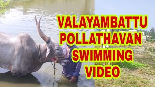 ##137 valayambattu pollathavan swimming video