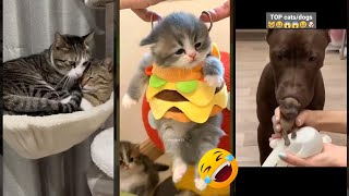 Funny Cats 2024 🥰 #animals 😾 #funanimals Ep 5199