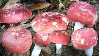 🍄หมานขนาดวันนี้เห็ดก่อแดงดอกสวยๆเกือบเต็มตะกร้า🍄25/4/2565🍄