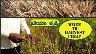 When to harvest chia? || ಚಿಯಾ ಕೃಷಿ | Chia Farming