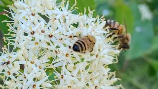 Dogwood Bush Update! Enjoying the 🐝 as they pollinate!