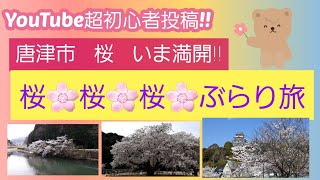 佐賀県唐津市🌸桜🌸いま満開!!ぶらり旅