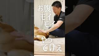 柴犬の鼓舞