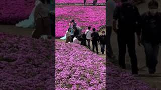 芝桜満開🌸🌸秩父羊山公園