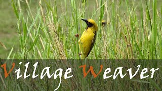 Village Weaver (Ploceus cucullatus) Bird Call Video | Spotted-backed Weaver | Stories Of The Kruger