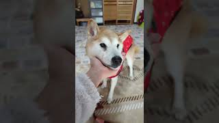 【おうち＆お散歩ライブ】柴犬ゴン16歳の大晦日 (2024/12/31)