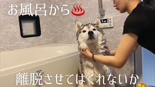 Siberian Husky Bunta shakes off water (very vigorously)