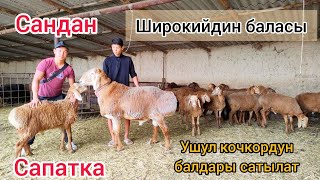 Широкийдин неберелери ~ Сандан сапатка ~ Кочкор мощный экен. Козулары сатыкта