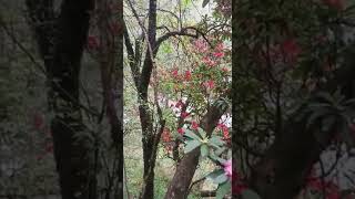 Rhododendron both Pink and Red in the jungle of kasol #rhododendron #kasol #buransh