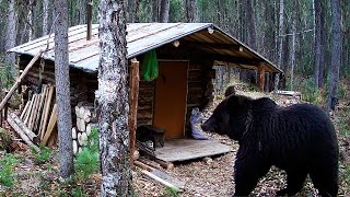 Опять медведь. Живу в малой избе. Медведь пришёл и сюда.