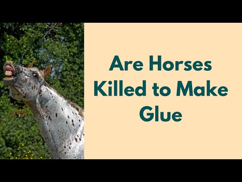 Why was glue made from horses?