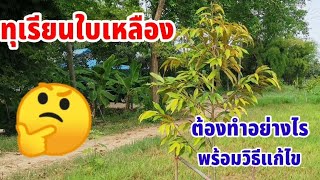 #ทุเรียนใบเหลือง​ ต้องทำอย่างไร​ พร้อมวิธีแก้ไข​ #มือใหม่หัดปลูกทุเรียน #การปลูกทุเรียน