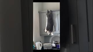 Funny Cats😹and Dogs 🐶 - Awesome Pet Animals Videos 😍 #shorts #2021