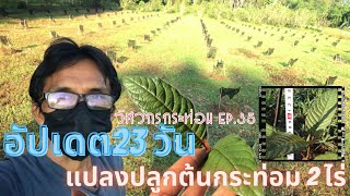 อัปเดต23วัน แปลงปลูกต้นกระท่อม2ไร่ : วิศวกรกระท่อม Ep.35