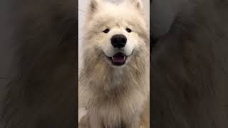 Samoyed transformation 💦☁️ #dogbath #samoyed #dirtydog #samoyedlove