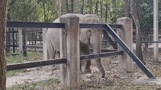 elephant eating at Phnom Tamao zoo - សត្វដំរីនៅភ្នំតាម៉ៅ