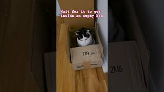 How to gift a cat #catshorts #catfluencer #catlover #cats #catgifs #trendingshorts #funnycats #cute