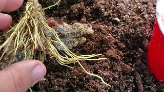 rooting mulberry cuttings. Now is the time to do it! Grow Food! can't go wrong with these fruits!