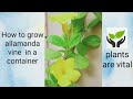 how to grow allamanda vine in a container