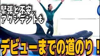 ホットな新人、この夏デビュー！　鴨川シーワールド　シャチトレーナー