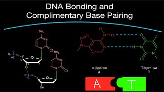 DNA Bonding and Complimentary Base Pairing with Phosphodiester Bonds and Hydrogen Bonds!