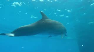 【いおワールドかごしま水族館 総集編】睡眠導入 癒し動画 字幕無し Mizunoura