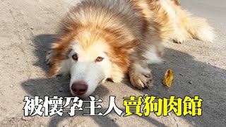 主人怀孕把狗狗卖再狗肉馆，被救后命运悲惨，患严重腹水忍痛治疗【小丁的流浪狗小院】