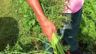 Pennington County Inmate Garden August 2018 update