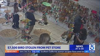 $7,500 parrot stolen from pet store