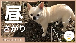 【チワワ犬の日常】昼下がり庭で遊ぶうるるくん #14