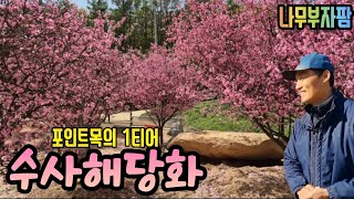 [농원탐방] 포인트목은 너가 찐이다‼️ 수사해당화 전문농원 나무부자팜🌳 -2부-