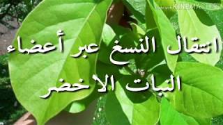 أهمية التحكم في شروط التركيب الضوئي للسنة الأولى متوسط