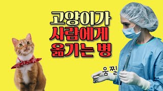 고양이가 사람에게 옮기는병. 고양이로부터 걸릴수있는 질병은 어떤것이 있을까요?