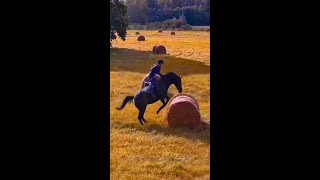 Funny Horses Show Strength Try Not To Laugh It's Really Strongest Horse Funny Video 2022 # 56