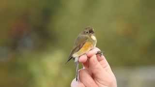 Red-flanked Bluetail (Spurn 12-10-2015)