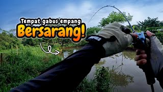 SINGKAT tapi NIKMAT!!! 💖 Trip singkat mancing casting ikan gabus di kawasan empang Cilangkap - Depok