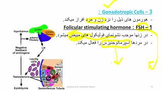 لکچر دوم 1 هستولوژی جهازات اندوکراین