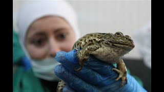 How Asian Farmer Raising Millions of Frogs and Harvest   Frog Meat Processing in Factory   Frog Farm