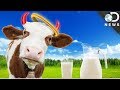 ¿Es BUENO tomar LECHE de VACA? | Discovery en Español