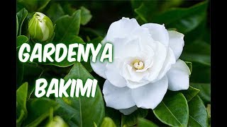 GARDENYA ÇİÇEĞİ BAKIMI (Sulama+Toprak+Budama+Çoğaltma+Hastalıkları)