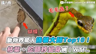 【動物界驚人偽裝大師Top10！ 枯葉、蛇頭秒變身網：WTF..】｜@curiouscat5987