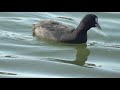 オオバンと鳩が気になる・駕与丁公園散歩・自然癒しi m worried about coots and pigeons ・ walk in kayoicho park natural healing