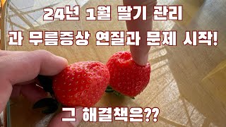 자연이팜 딸기 작황 그리고 올해 수익은? 전년대비 더 이득? 더 손해?