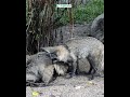 الثعلب - the Fox